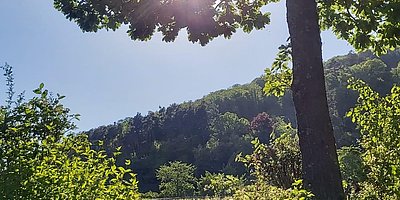 Waldbaden: Erlebe mit mir die Kraft des Waldes