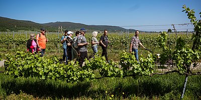 Weinbergs- & Betriebsführung mit Weinprobe