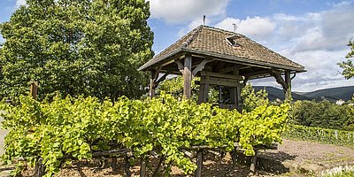 Weinlehrpfadführung Edenkoben